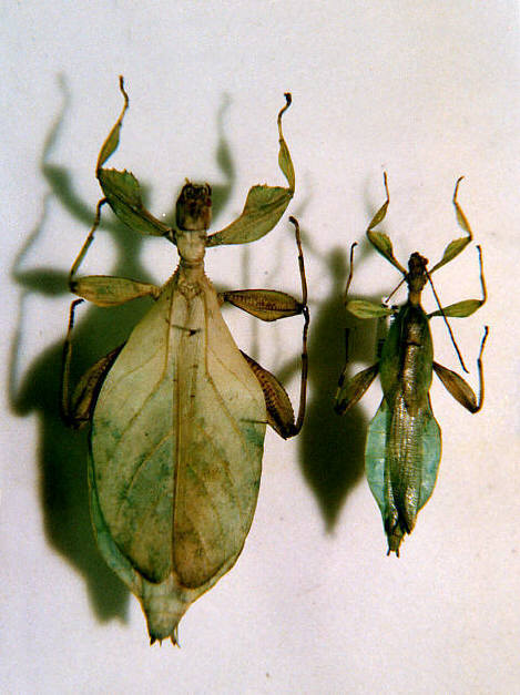 知恵の輪コノハムシ(木の葉虫)6 外