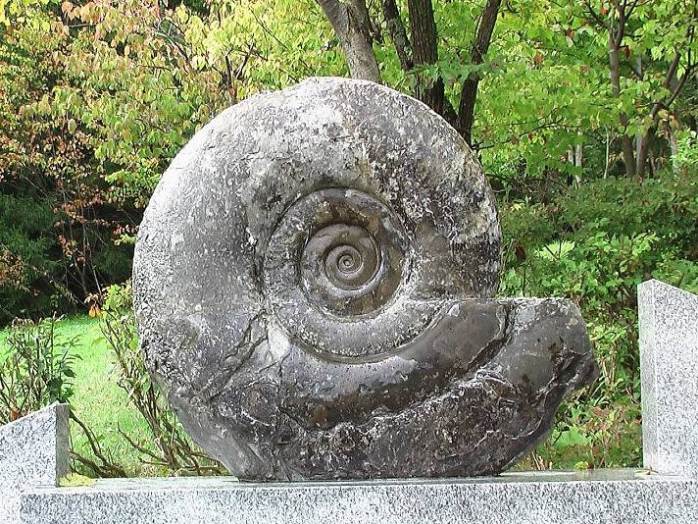 北海道三笠産 アンモナイト 値下げしました assurwi.ma