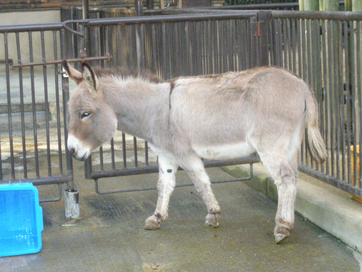 知恵の輪 ロバ 驢馬