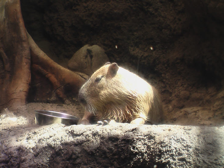 知恵の輪 動物 カピバラ２