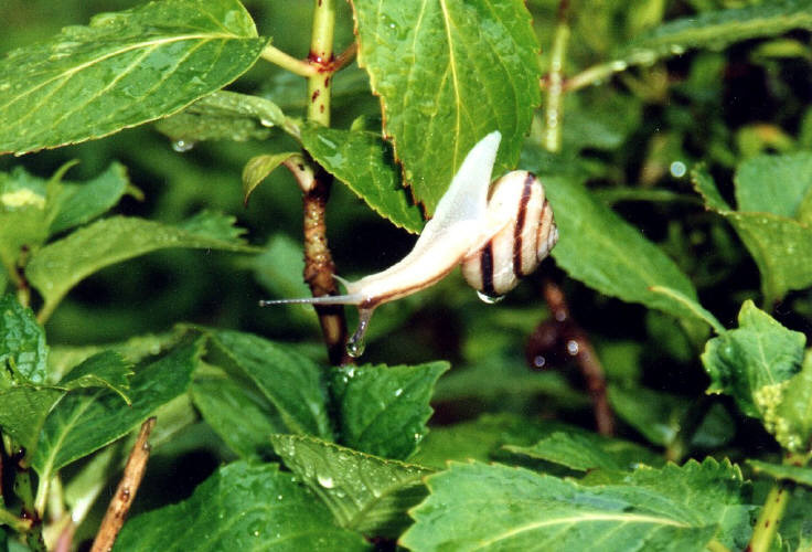 知恵の輪 きせつの歌 かたつむり