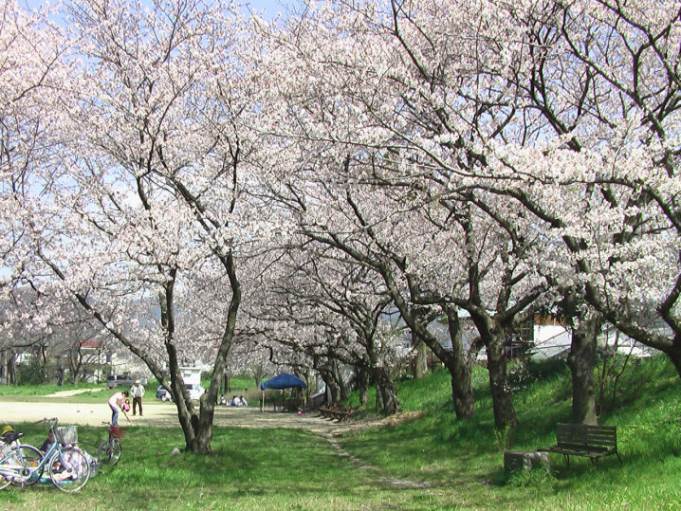 知恵の輪 写真素材 石手川公園 樽見の桜 松山市