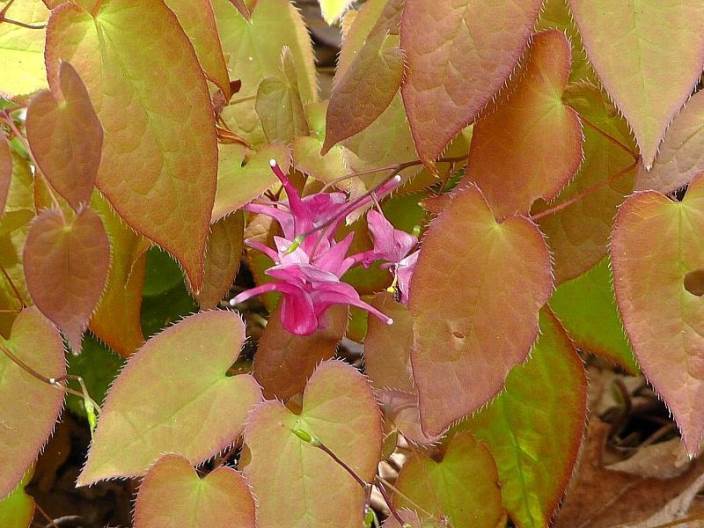 知恵の輪 イカリソウ 赤