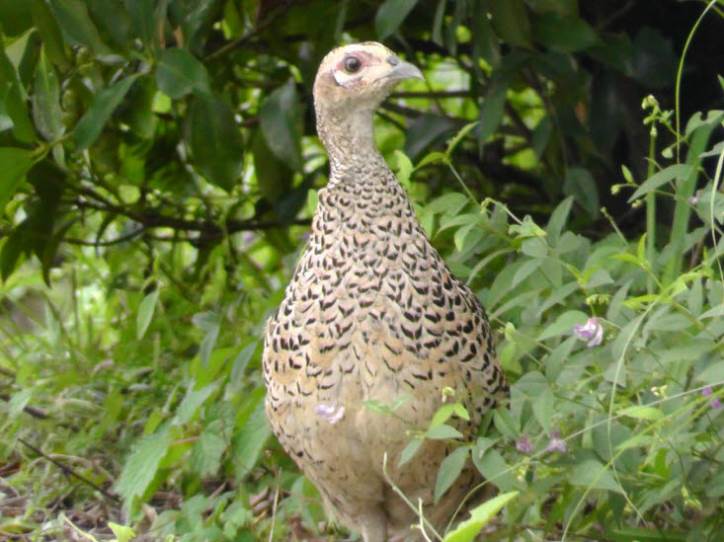知恵の輪-キジ雌6 ♀