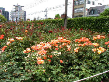 知恵の輪 福山バラ公園１