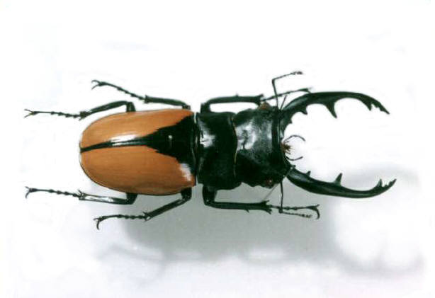 知恵の輪 ブルーマイスターツヤクワガタ 外