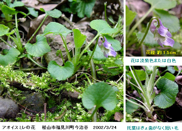 知恵の輪 愛媛の植物図鑑 アオイスミレ