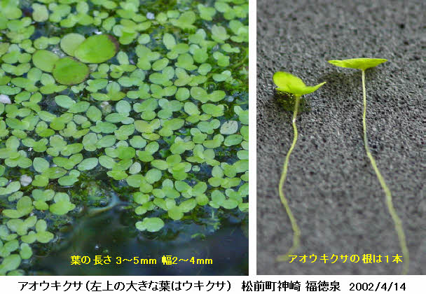 知恵の輪 愛媛の植物図鑑 アオウキクサ