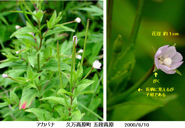 知恵の輪 愛媛の植物図鑑 アカバナ