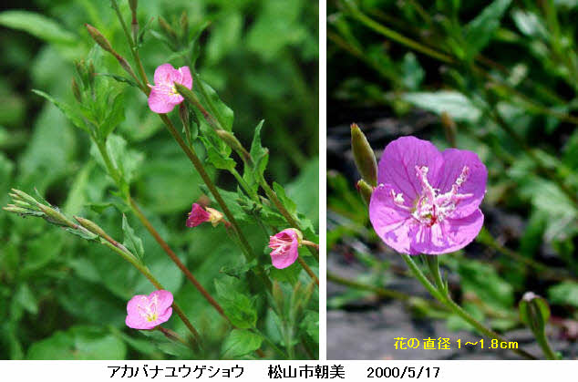 知恵の輪 愛媛の植物図鑑 アカバナユウゲショウ