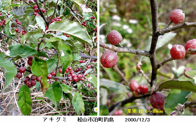 知恵の輪 愛媛の植物図鑑 アキグミ