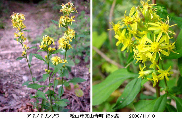 知恵の輪 愛媛の植物図鑑 アキノキリンソウ