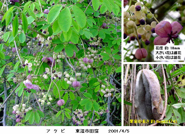 知恵の輪 愛媛の植物図鑑 アケビ