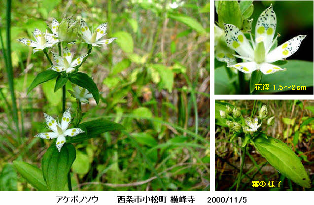 知恵の輪 愛媛の植物図鑑 アケボノソウ