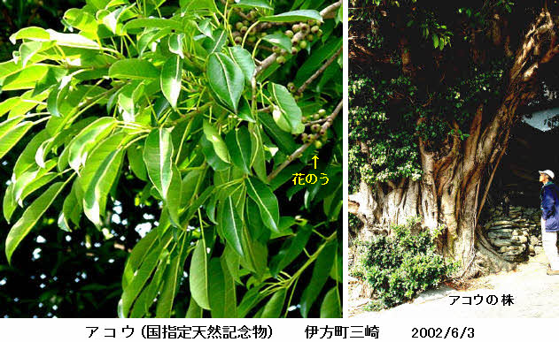 知恵の輪 愛媛の植物図鑑 アコウ