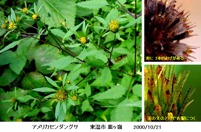 知恵の輪 愛媛の植物図鑑 アメリカセンダングサ