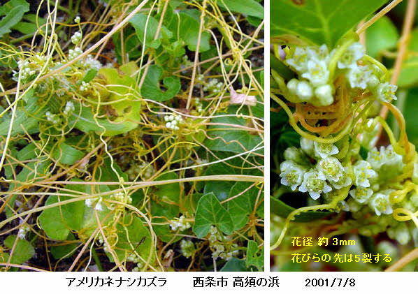 知恵の輪 愛媛の植物図鑑 アメリカネナシカズラ