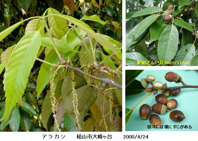 知恵の輪 愛媛の植物図鑑 アラカシ