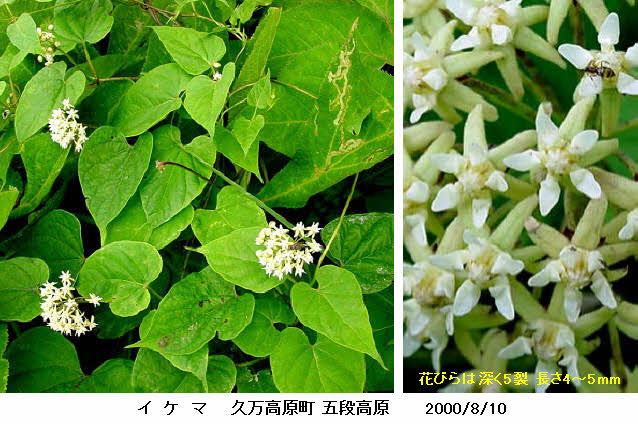 知恵の輪 愛媛の植物図鑑 イケマ