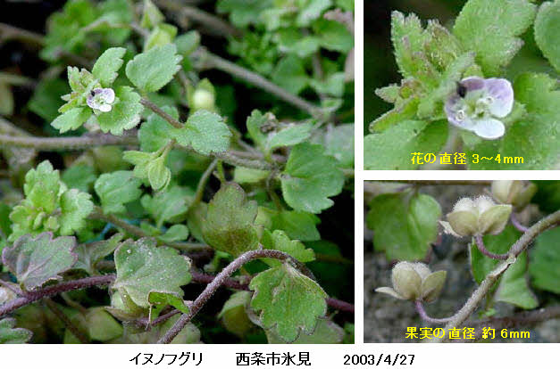 知恵の輪 愛媛の植物図鑑 イヌノフグリ