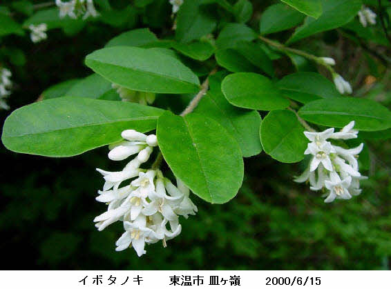 知恵の輪 愛媛の植物図鑑 イボタノキ