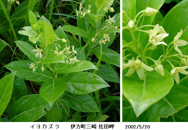 知恵の輪 愛媛の植物図鑑 イヨカズラ