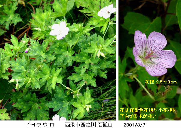 知恵の輪 愛媛の植物図鑑 イヨフウロ