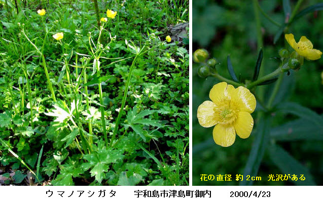 知恵の輪 愛媛の植物図鑑 ウマノアシガタ