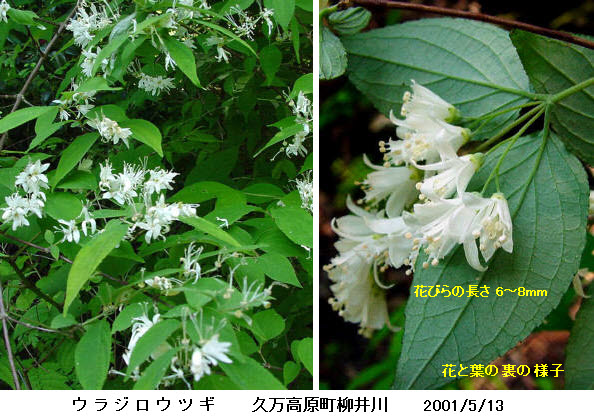 知恵の輪 愛媛の植物図鑑 ウラジロウツギ