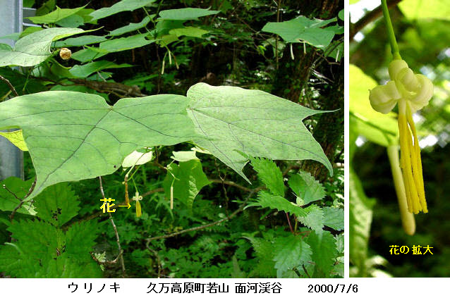 知恵の輪 愛媛の植物図鑑 ウリノキ