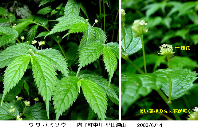 Seasonal Wrap入荷 山菜苗 ミズ ウワバミソウ 素掘り苗１００株 Rachelbaptista Com Br