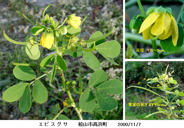 知恵の輪 愛媛の植物図鑑 エビスグサ