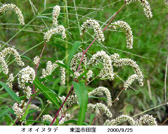 知恵の輪 愛媛の植物図鑑 オオイヌタデ