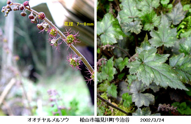 知恵の輪 愛媛の植物図鑑 オオチャルメルソウ