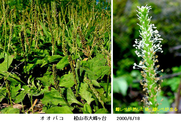 知恵の輪 愛媛の植物図鑑 オオバコ