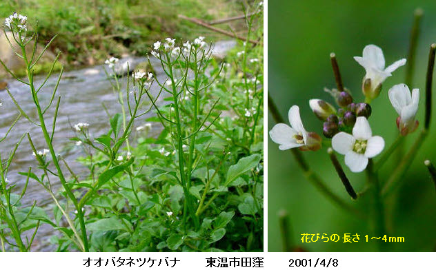 知恵の輪 愛媛の植物図鑑 オオバタネツケバナ