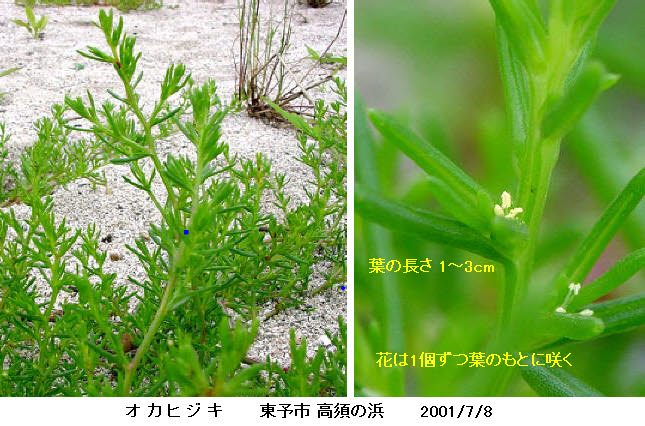 知恵の輪 愛媛の植物図鑑 オカヒジキ