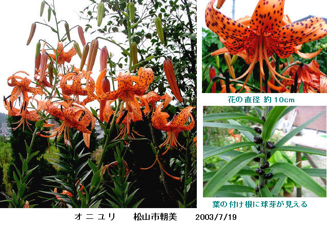 知恵の輪 愛媛の植物図鑑 オニユリ