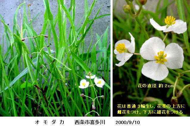 知恵の輪 愛媛の植物図鑑 オモダカ