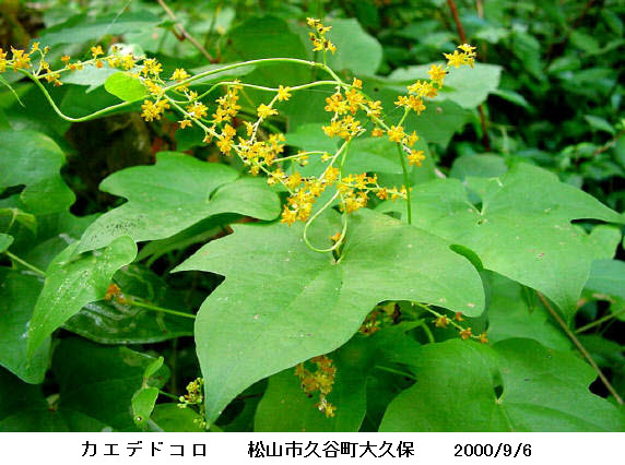 知恵の輪 愛媛の植物図鑑 カエデドコロ