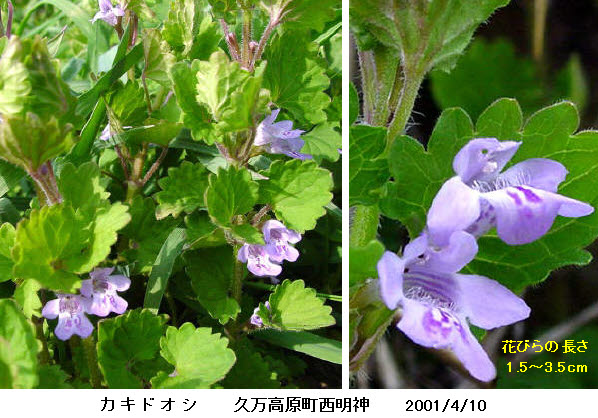 知恵の輪 愛媛の植物図鑑 カキドオシ