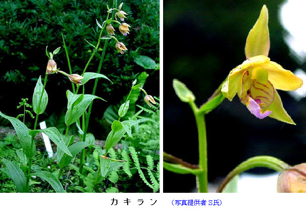 知恵の輪 愛媛の植物図鑑 カキラン