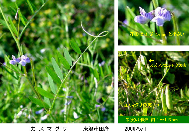 知恵の輪 愛媛の植物図鑑 カスマグサ