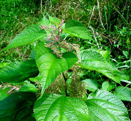 知恵の輪-愛媛の植物図鑑・カラムシ