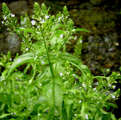 知恵の輪 愛媛の植物図鑑 カワヂシャ