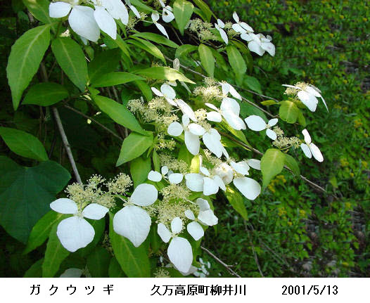 知恵の輪 愛媛の植物図鑑 ガクウツギ