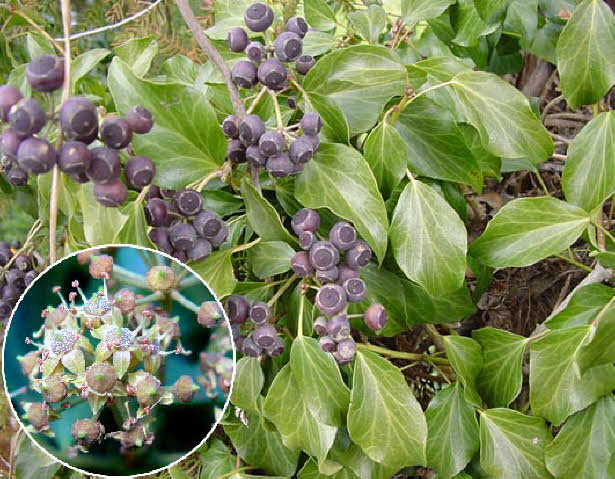 知恵の輪 愛媛の植物図鑑 キヅタ