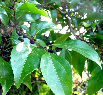 知恵の輪 愛媛の植物図鑑 クスドイゲ