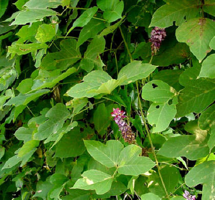 知恵の輪 愛媛の植物図鑑 クズ