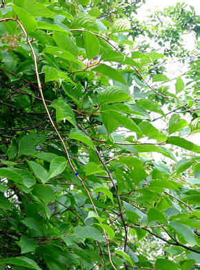 知恵の輪 愛媛の植物図鑑 クロヅル